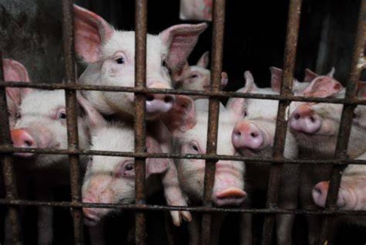 Exposing Animal Abuse and Factory Farm Horrors