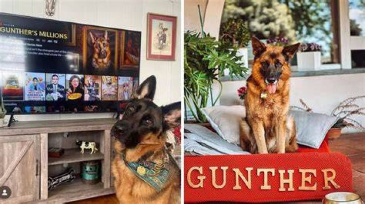 Gunther VI Is A German Shepherd With A Net Worth Of 690 Million Lee