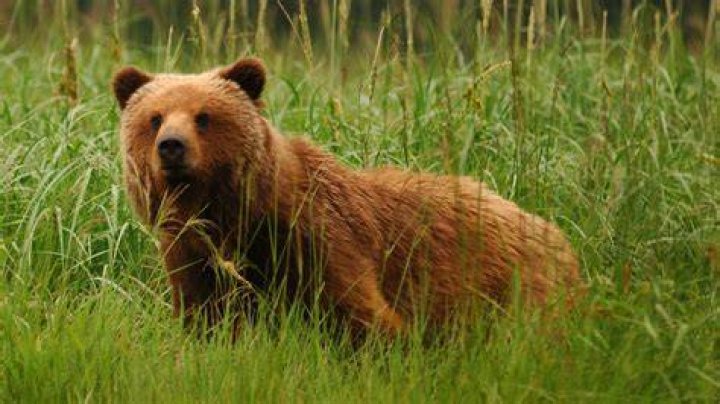 PBS Nature Brown Bear Trading Card
